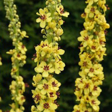 Wildflower Dark Mullein